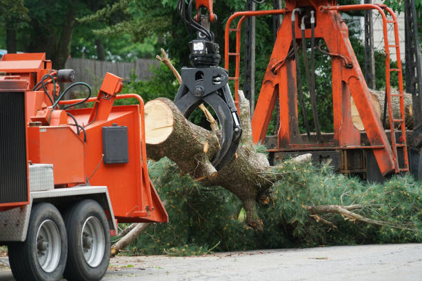 Reliable Bridgewater Center, NJ Tree Care  Solutions