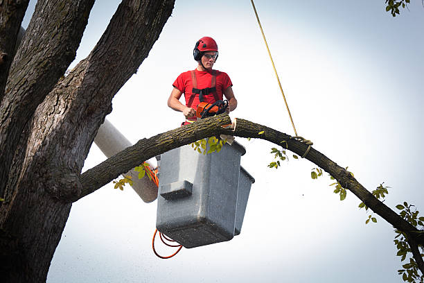 How Our Tree Care Process Works  in  Bridgewater Center, NJ