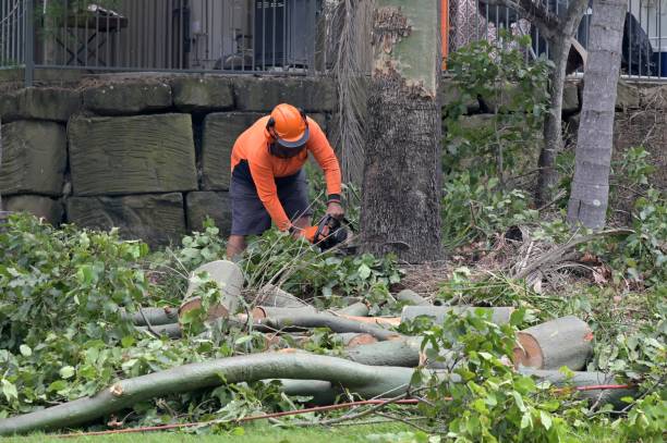 Tree and Shrub Care in Bridgewater Center, NJ